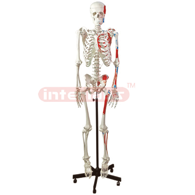 Interlab?Skeleton Model w/Muscles